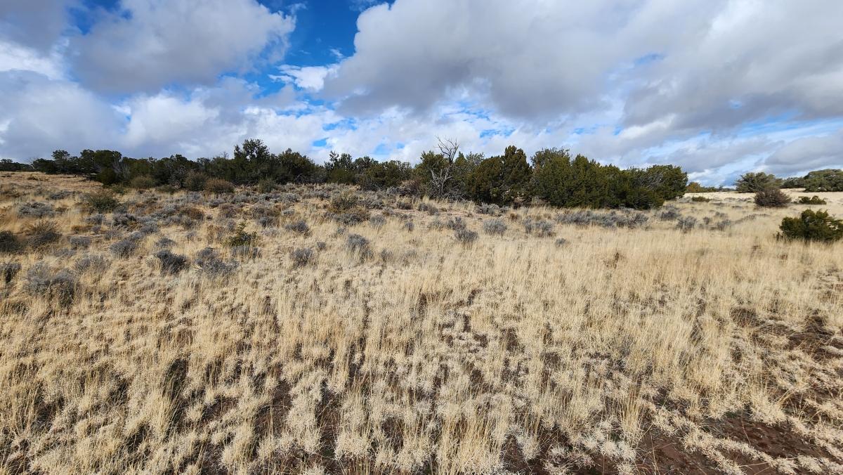  1.04 Acres for Sale in Sanders, Arizona