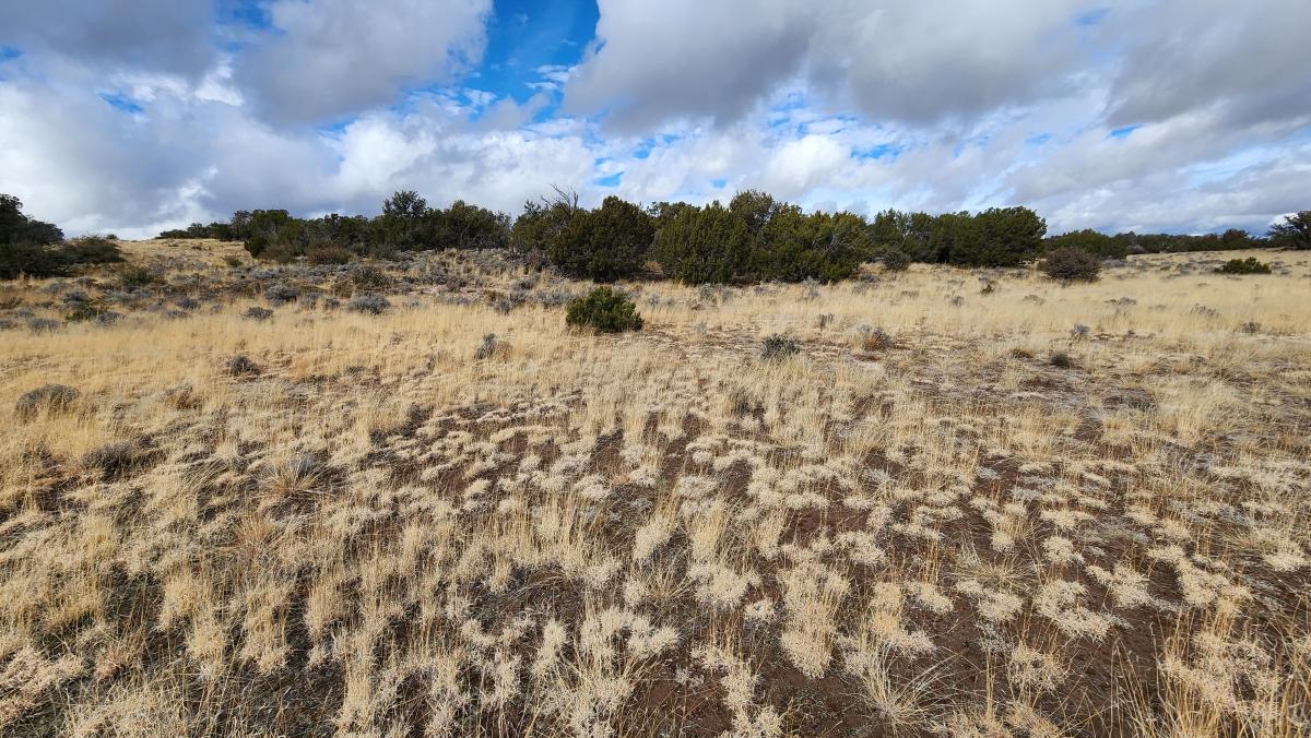  1.04 Acres for Sale in Sanders, Arizona