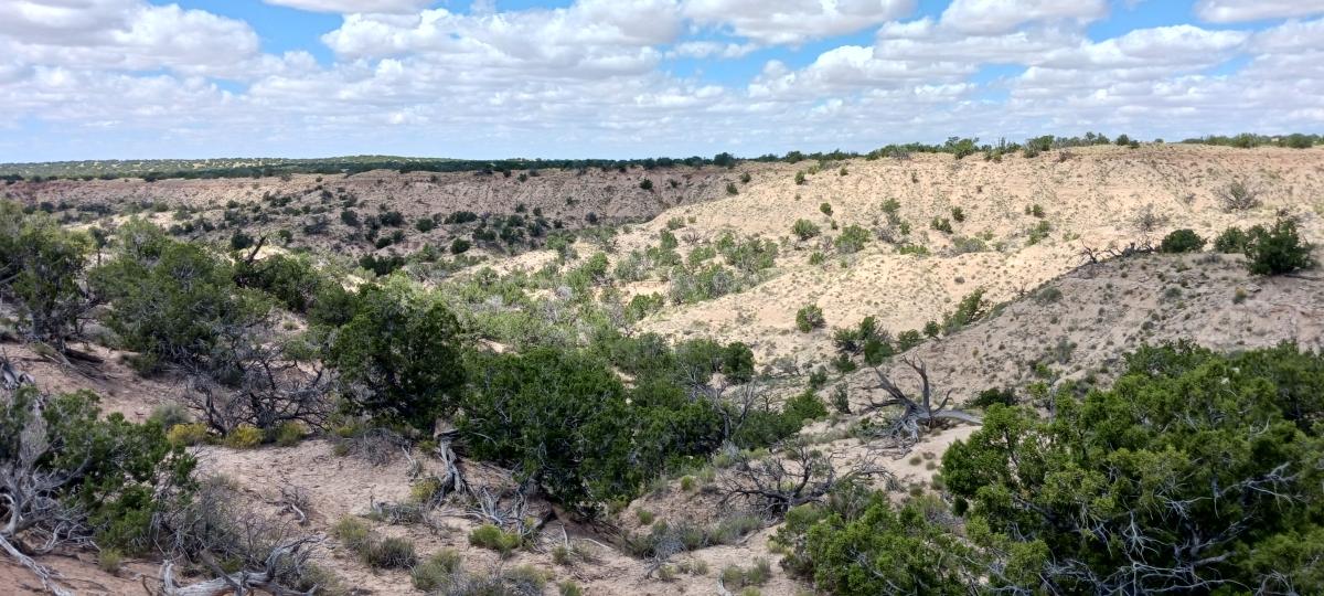  5 Acres for Sale in Sanders, Arizona