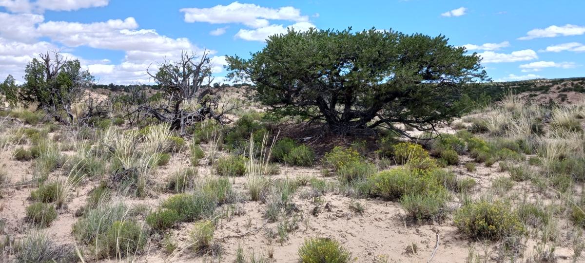  5 Acres for Sale in Sanders, Arizona