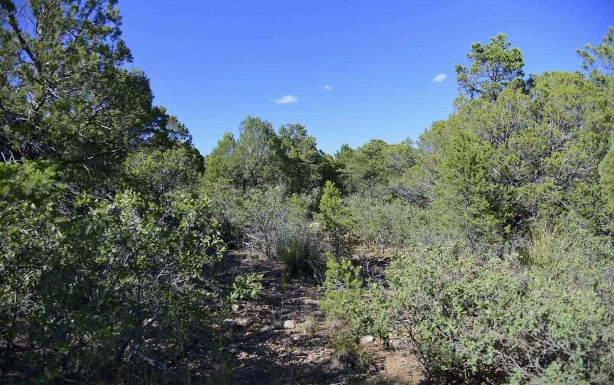  0.5 Acres for Sale in Cloudcroft, New Mexico